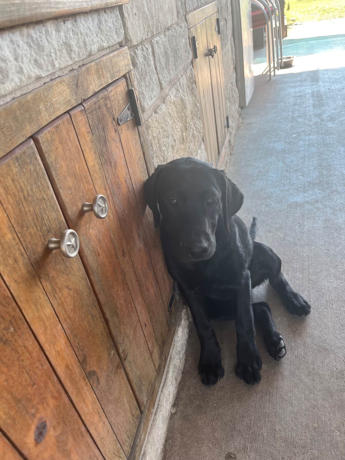 Labrador Retriever Puppies breeder image 8