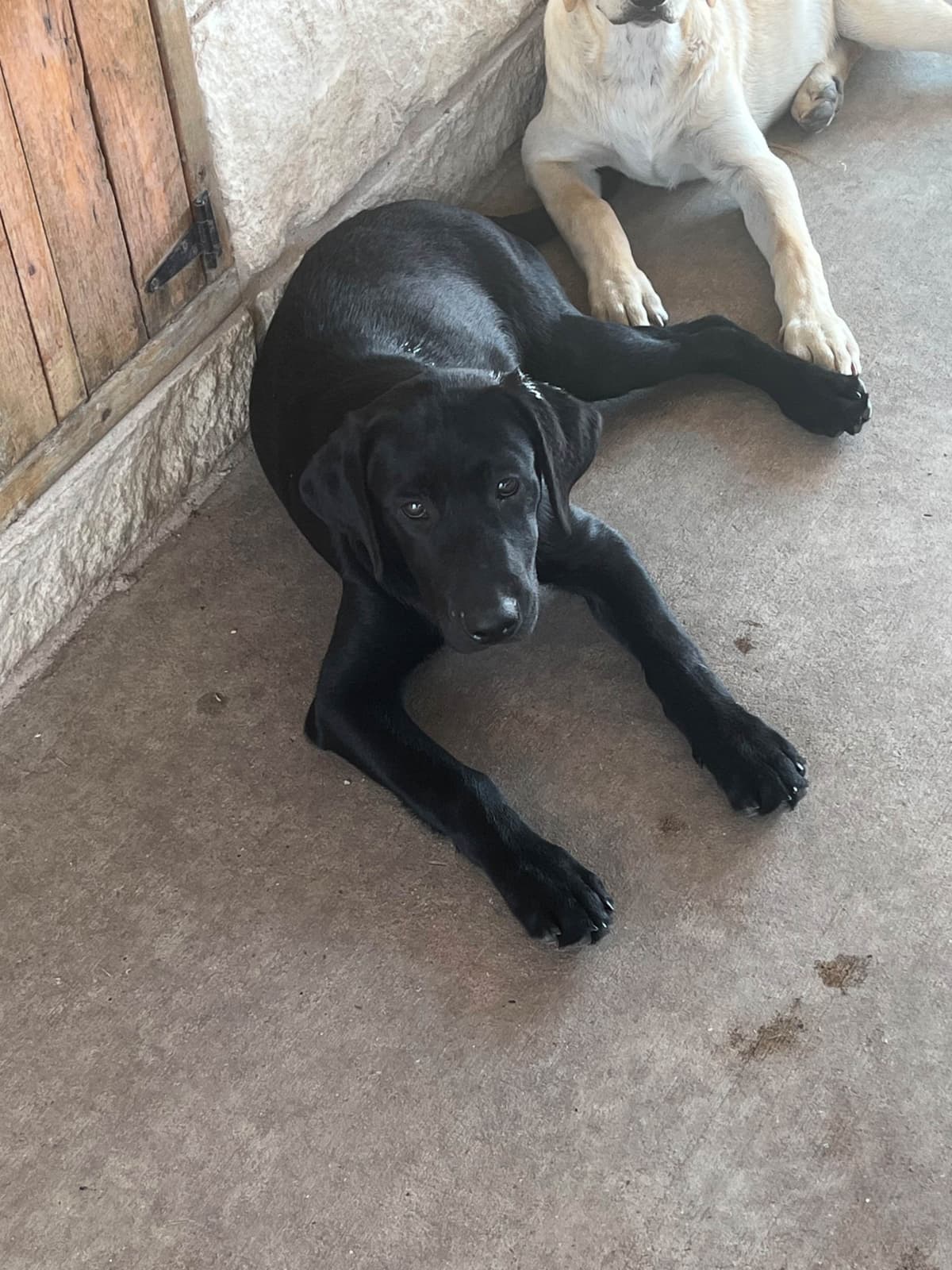 Labrador Retriever Puppies breeder image 9