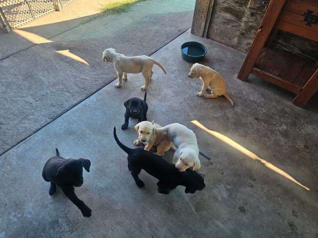 Labrador Retriever Puppies media 3
