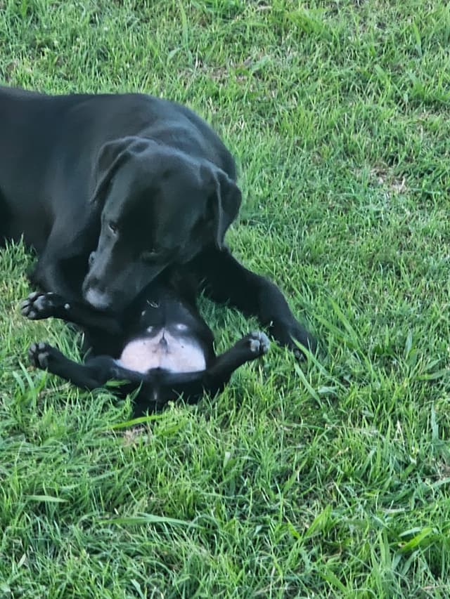 Labrador Retriever Puppies media 2