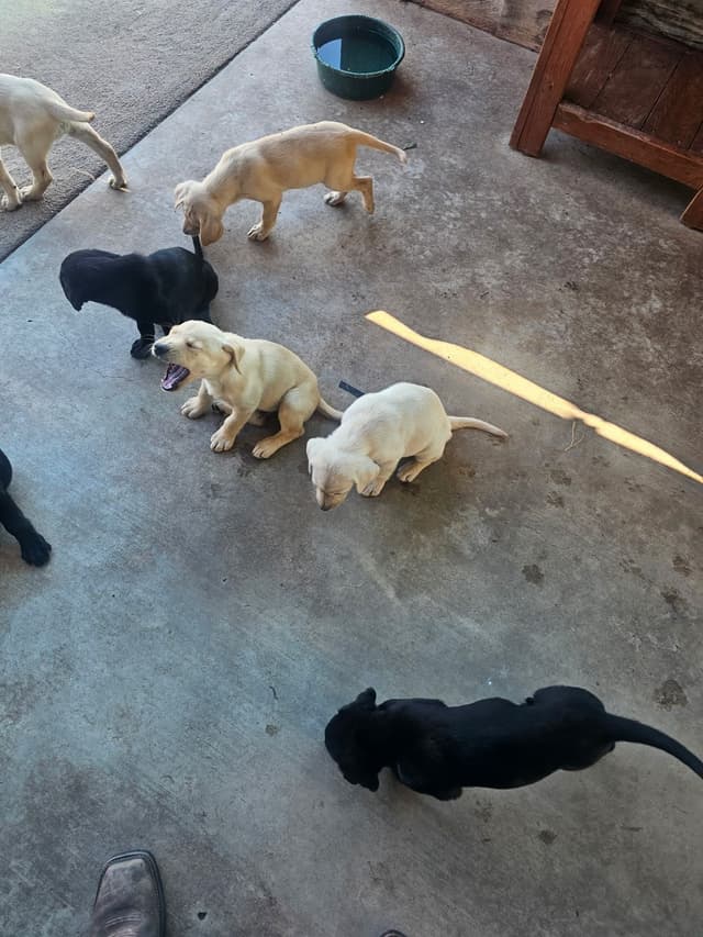 Labrador Retriever Puppies media 4