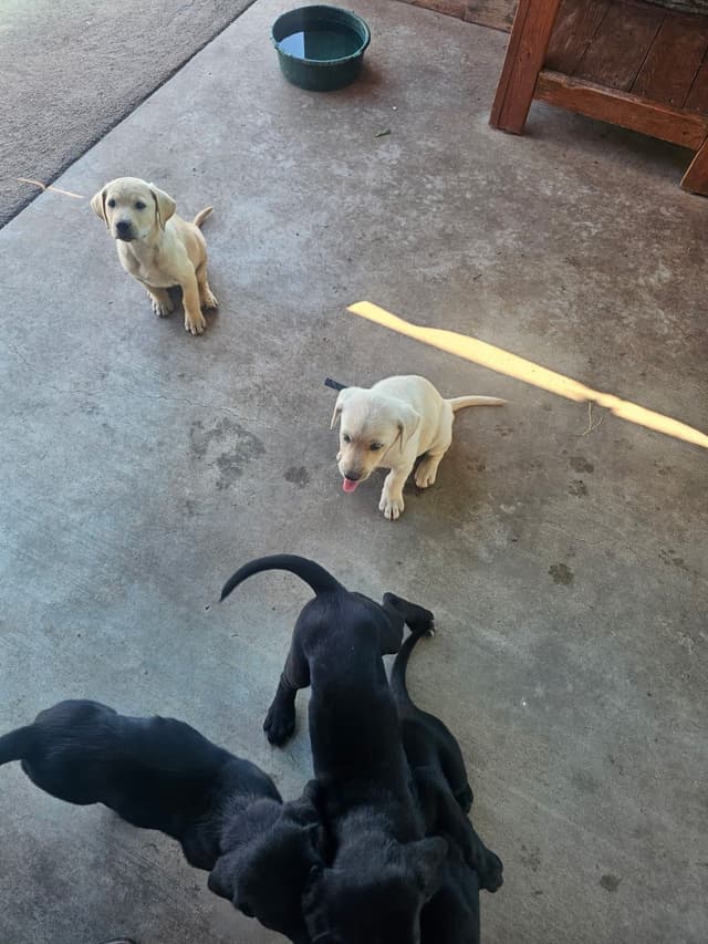Labrador Retriever Puppies media 5