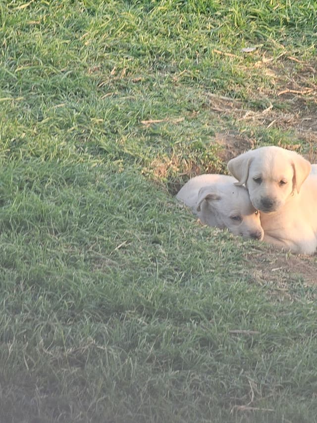 Labrador Retriever Puppies media 6