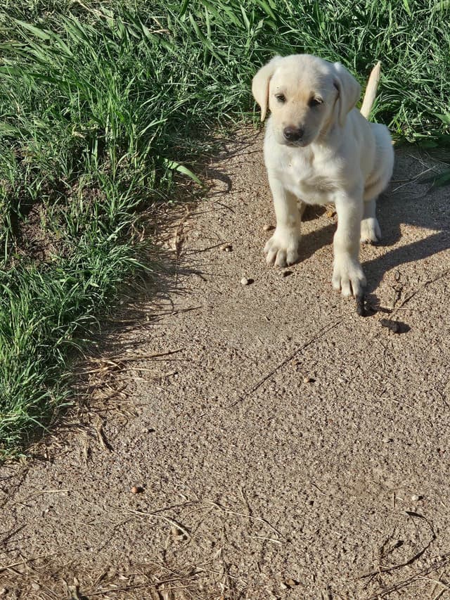 Labrador Retriever Puppies media 8