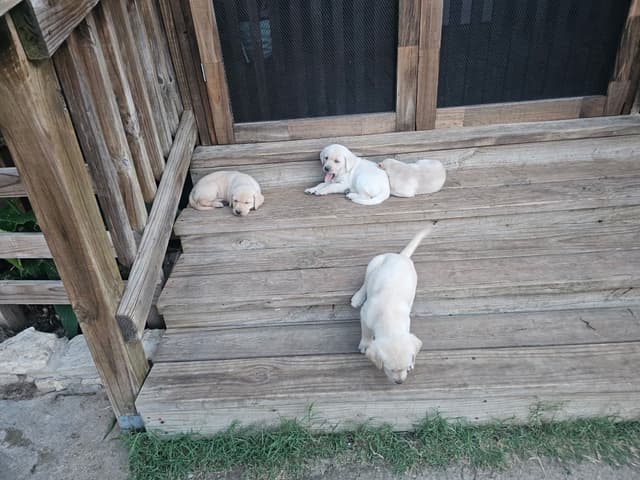 Labrador Retriever Puppies media 7