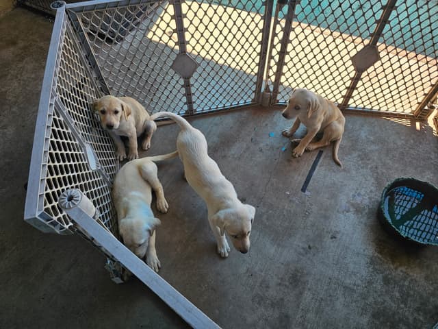 Labrador Retriever Puppies media 9