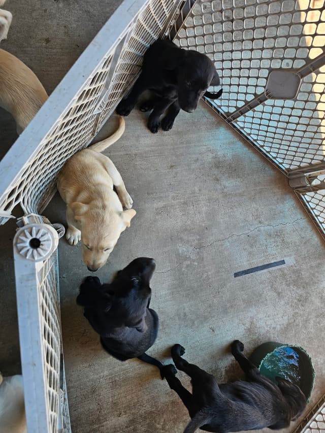 Labrador Retriever Puppies media 11