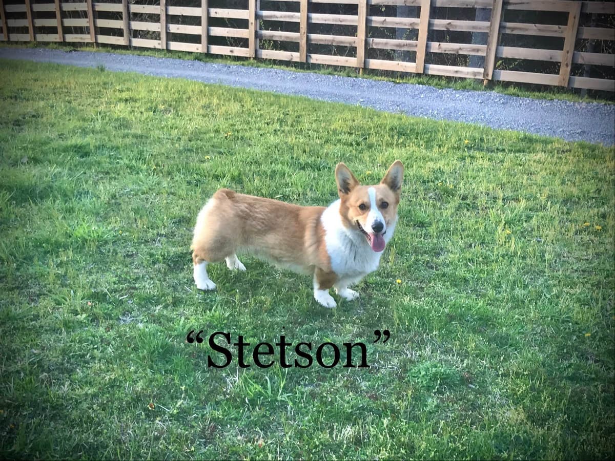 Pembroke Welsh Corgi Puppies breeder image 1