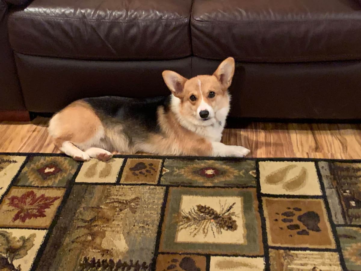 Pembroke Welsh Corgi Puppies breeder image 2