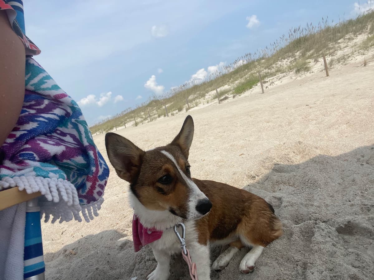 Pembroke Welsh Corgi Puppies breeder image 3