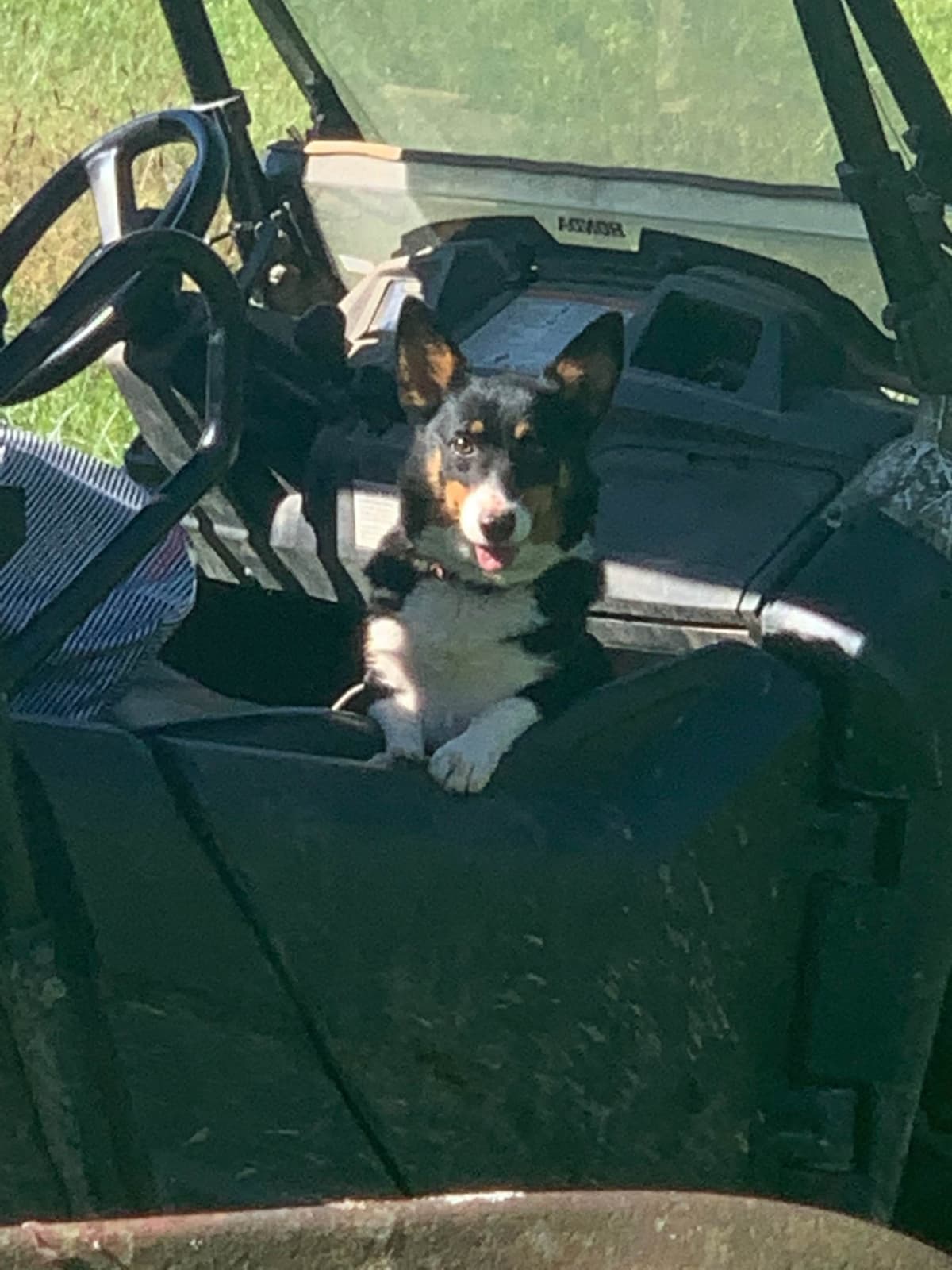 Pembroke Welsh Corgi Puppies breeder image 4
