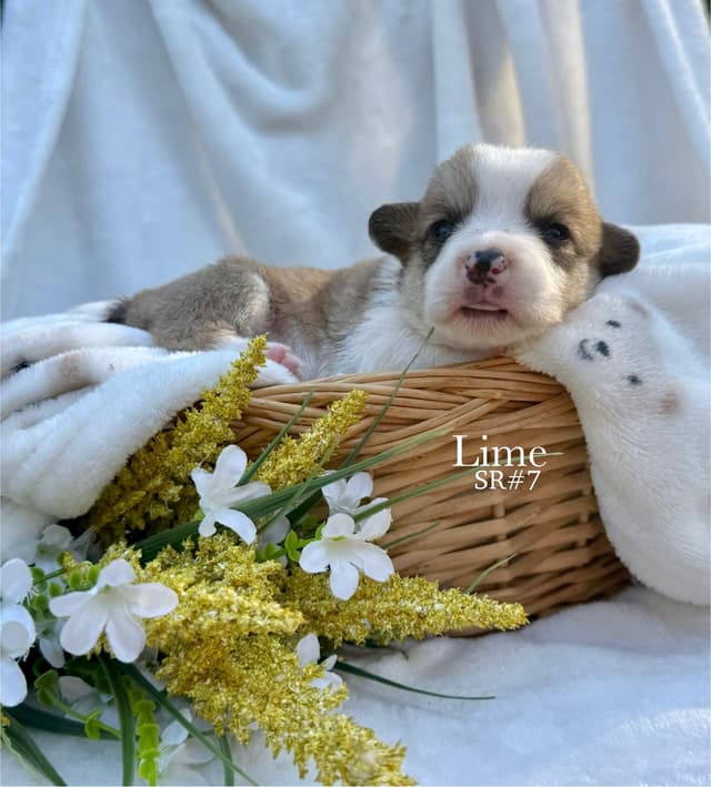 Pembroke Welsh Corgi Puppies media 2