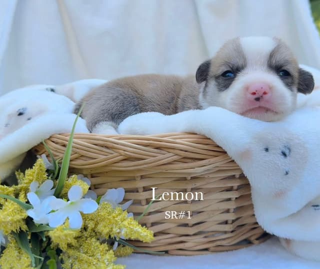 Pembroke Welsh Corgi Puppies media 4