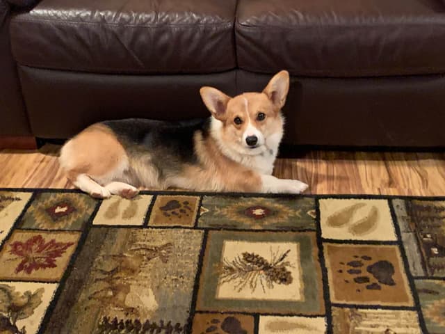 Pembroke Welsh Corgi Puppies media 6