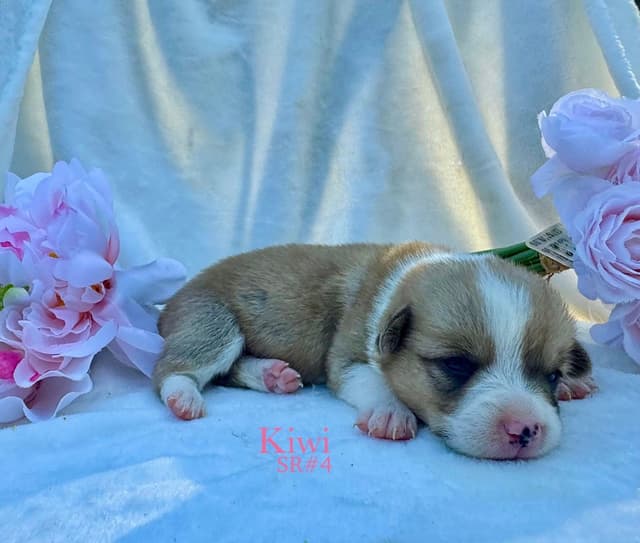 Pembroke Welsh Corgi Puppies media 3