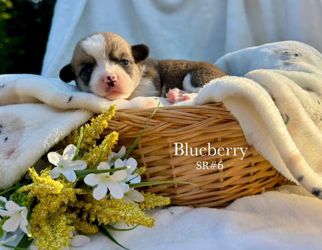 Pembroke Welsh Corgi Puppies media 5