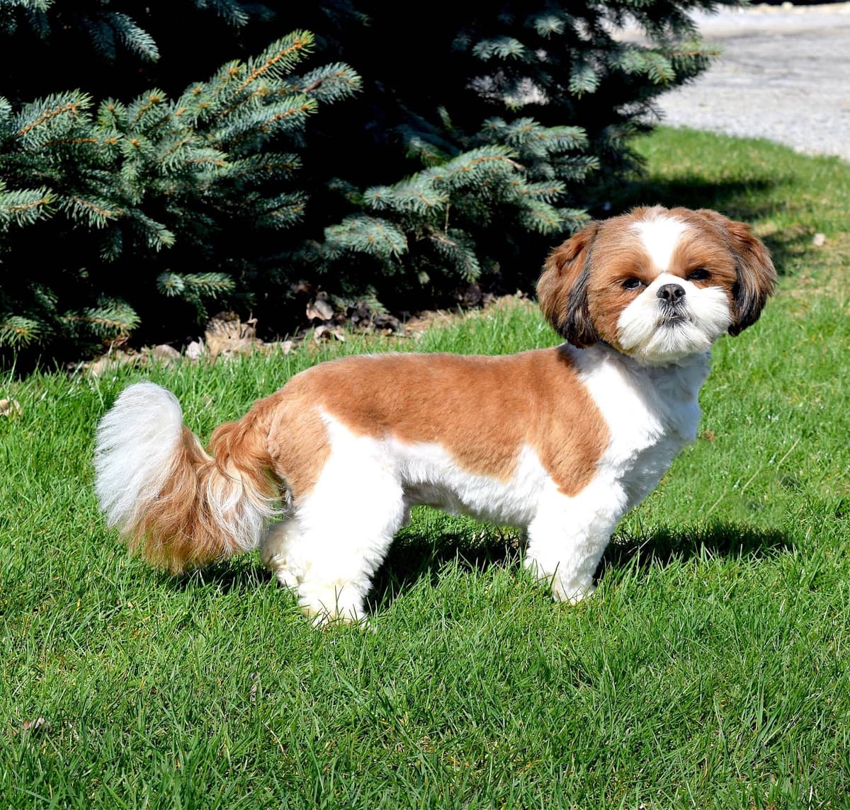 Beautiful Shih Tzu Puppies breeder image 1