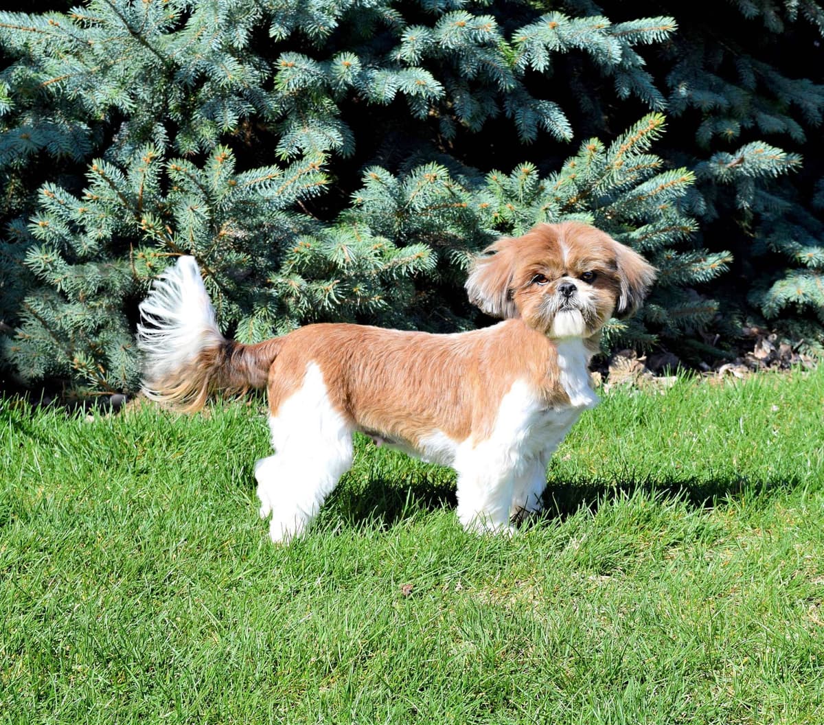 Beautiful Shih Tzu Puppies breeder image 2