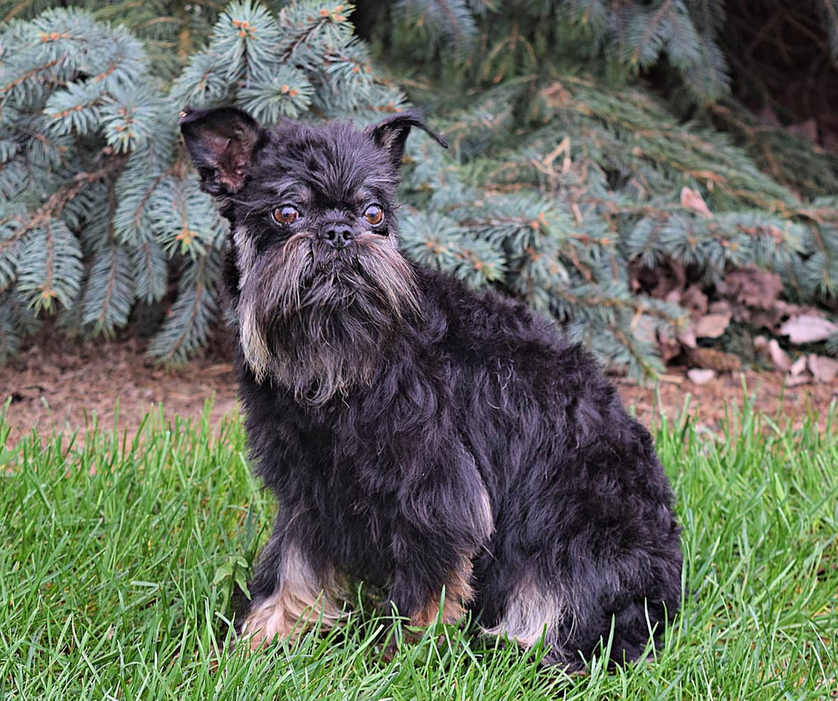 Beautiful Shih Tzu Puppies breeder image 3