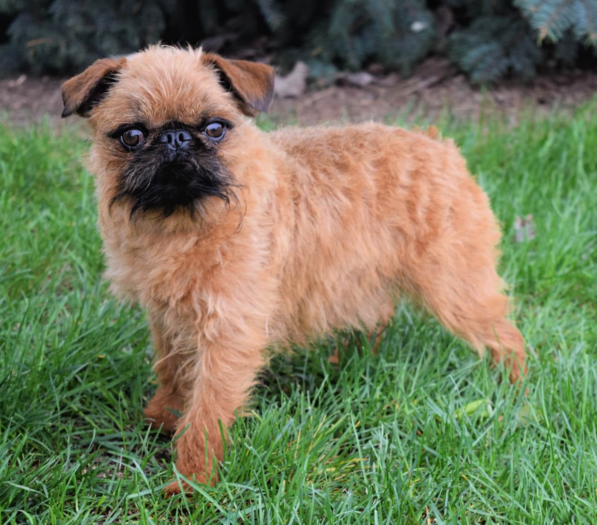 Beautiful Shih Tzu Puppies breeder image 4