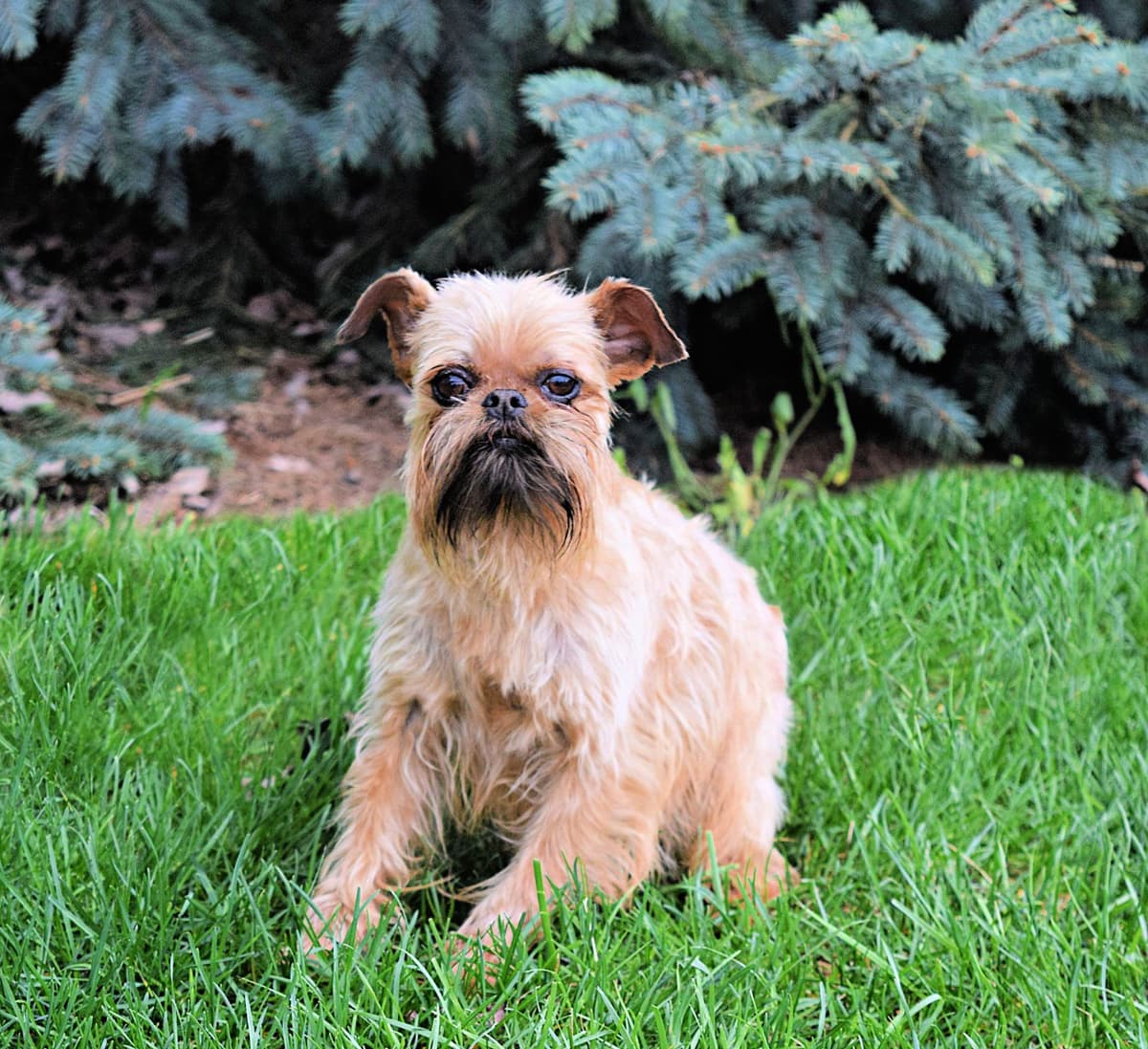 Beautiful Shih Tzu Puppies breeder image 5
