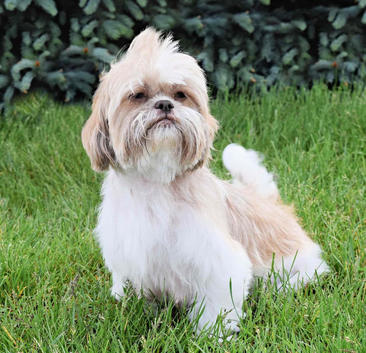 Beautiful Shih Tzu Puppies breeder image 6