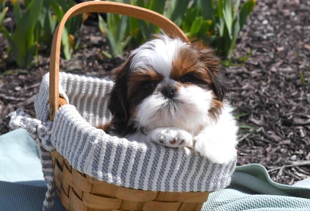 Shih Tzu Puppies media 11