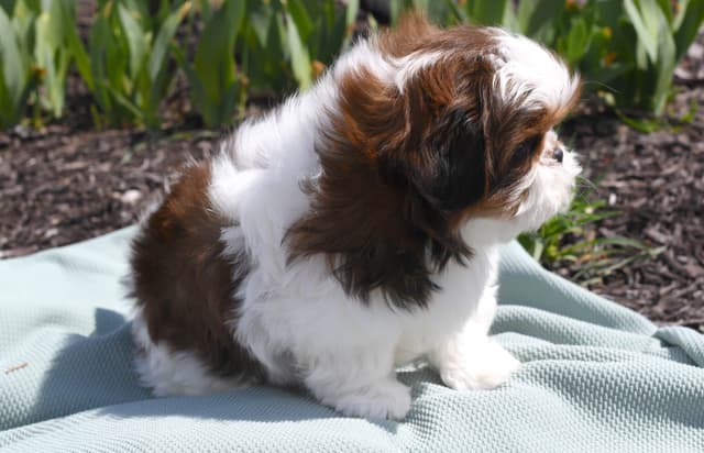 Shih Tzu Puppies media 13