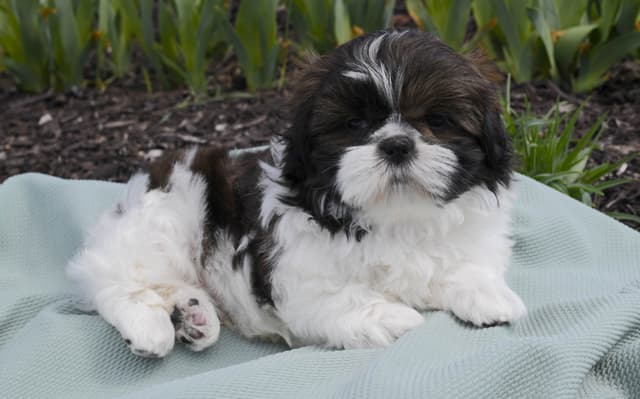 Shih Tzu Puppies media 15