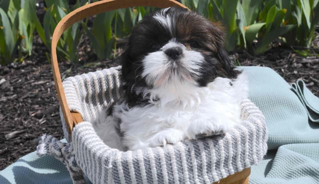 Shih Tzu Puppies media 14