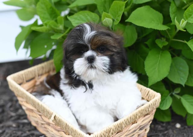 Shih Tzu Puppies media 8