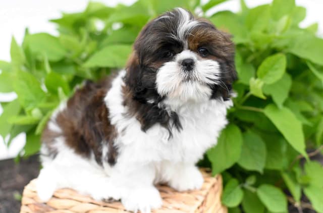 Shih Tzu Puppies media 9