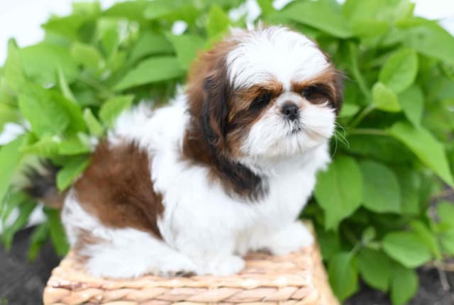 Shih Tzu Puppies media 6
