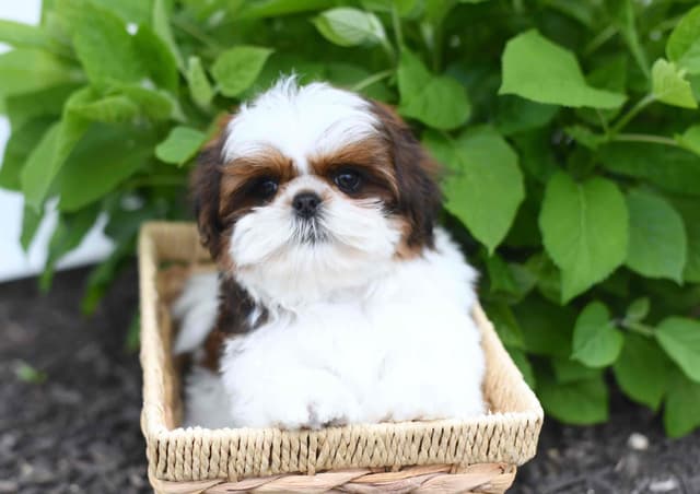 Shih Tzu Puppies media 5