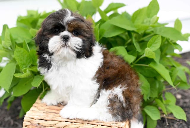 Shih Tzu Puppies media 10