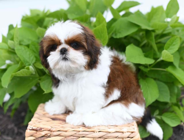 Shih Tzu Puppies media 7