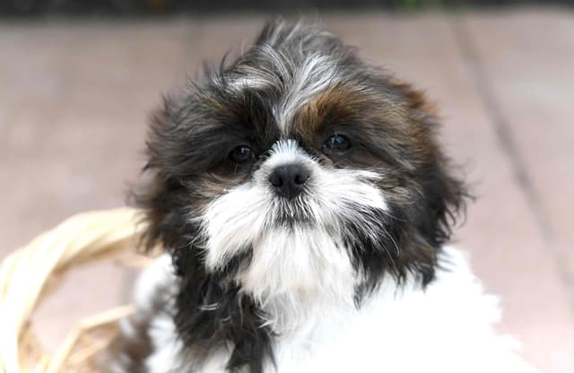 Shih Tzu Puppies media 2