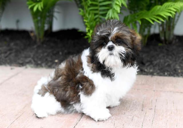 Shih Tzu Puppies media 4