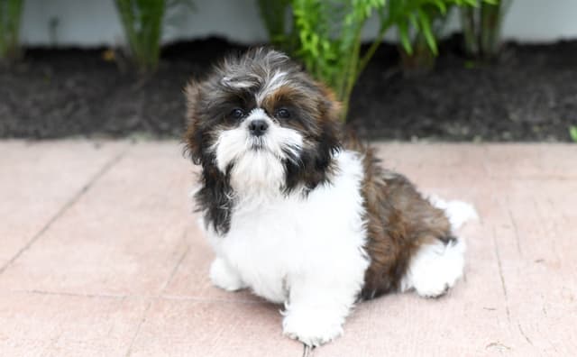 Shih Tzu Puppies media 3