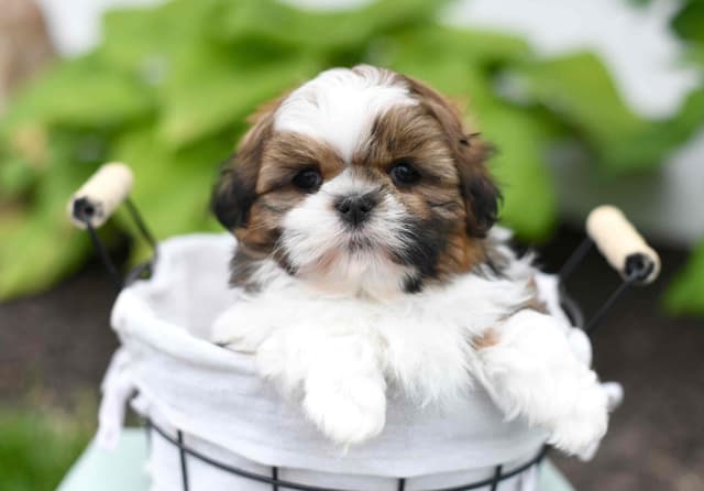 Adorable Shih Tzu Puppies media 7