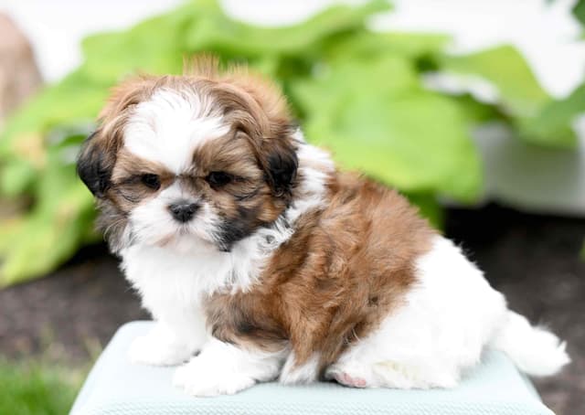 Adorable Shih Tzu Puppies media 8