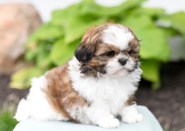 Adorable Shih Tzu Puppies media 9