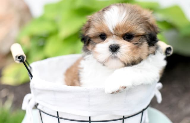 Adorable Shih Tzu Puppies media 10