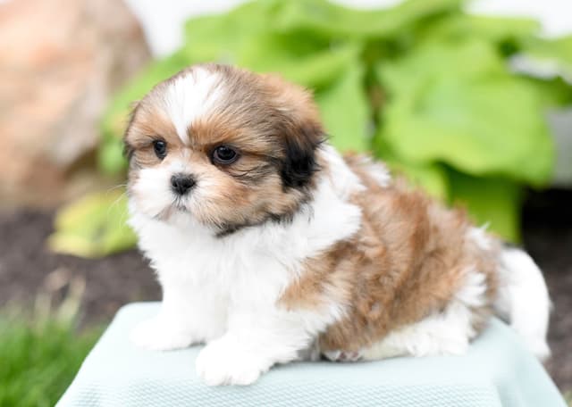Adorable Shih Tzu Puppies media 11