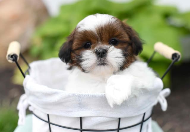 Adorable Shih Tzu Puppies media 13