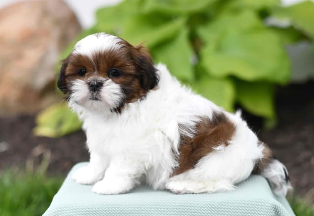 Adorable Shih Tzu Puppies media 14
