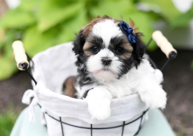 Adorable Shih Tzu Puppies media 4