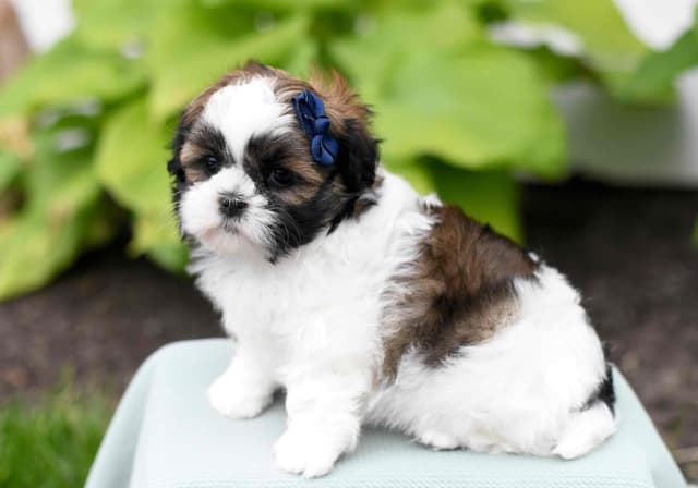 Adorable Shih Tzu Puppies media 6