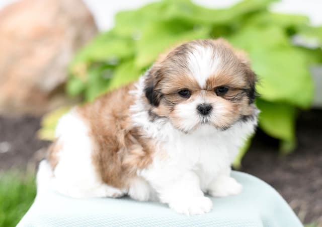 Adorable Shih Tzu Puppies media 12