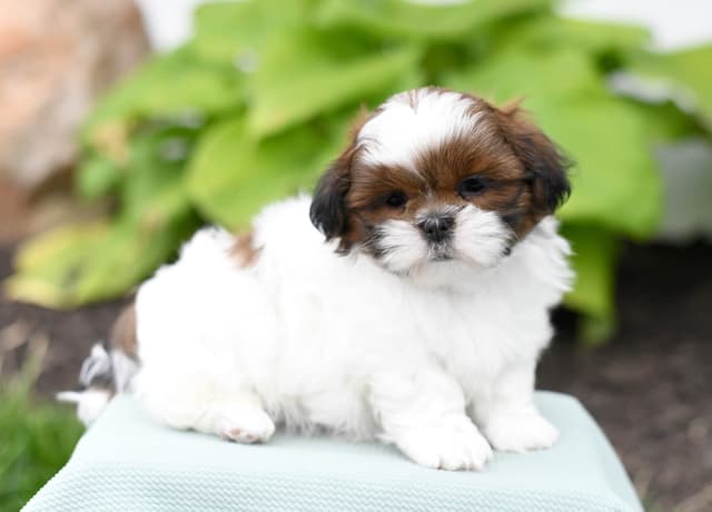 Adorable Shih Tzu Puppies media 15